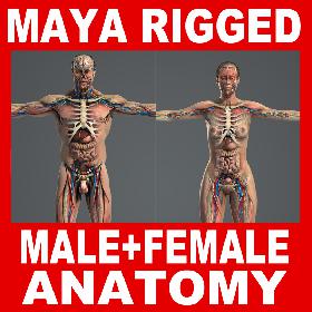 MAYA RIGGED Male and Female Anatomy Complete Pack (Textured)